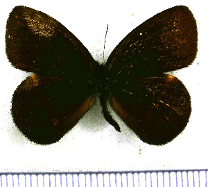  (Manerebia germaniae - JFDA1583)  @11 [ ] by-nc-sa (2025) Jean F. Le Crom Jean F. Le Crom