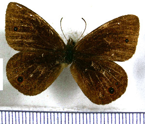  (Idioneurula jacquelinae - JFDA1601)  @11 [ ] by-nc-sa (2025) Jean F. Le Crom Jean F. Le Crom