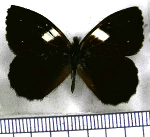  (Steromapedaliodes - JFDA1733)  @11 [ ] by-nc-sa (2025) Jean F. Le Crom Jean F. Le Crom