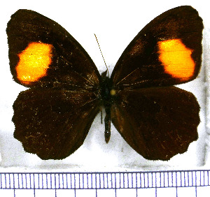  (Physcopedaliodes physcoa micromaculata - JFDA1743)  @11 [ ] by-nc-sa (2025) Jean F. Le Crom Jean F. Le Crom