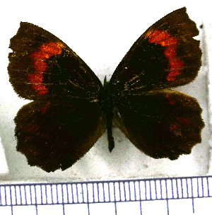  (Neopedaliodes - JFDA1751)  @11 [ ] by-nc-sa (2025) Jean F. Le Crom Jean F. Le Crom
