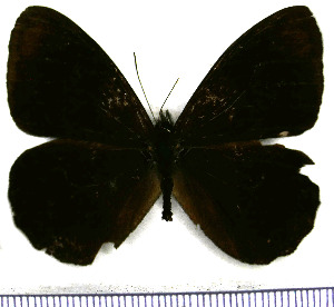  (Pedaliodes pimienta - JFDA1829)  @11 [ ] by-nc-sa (2025) Jean F. Le Crom Jean F. Le Crom