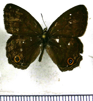  ( - JFDA2029)  @11 [ ] by-nc-sa (2025) Jean F. Le Crom Jean F. Le Crom