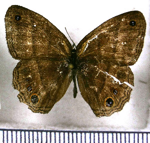  ( - JFDA2031)  @11 [ ] by-nc-sa (2025) Jean F. Le Crom Jean F. Le Crom