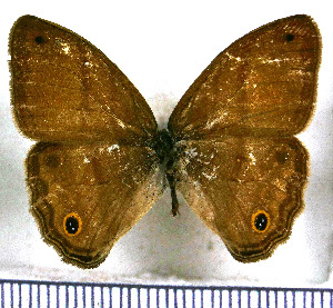  ( - JFDA2033)  @11 [ ] by-nc-sa (2025) Jean F. Le Crom Jean F. Le Crom