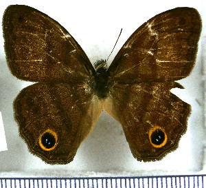  ( - JFDA2038)  @11 [ ] by-nc-sa (2025) Jean F. Le Crom Jean F. Le Crom