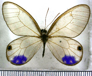  (Cithaerias esmeralda - JFDA2069)  @11 [ ] by-nc-sa (2025) Jean F. Le Crom Jean F. Le Crom