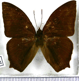  (Narope cyllastros - JFDA2084)  @11 [ ] by-nc-sa (2025) Jean F. Le Crom Jean F. Le Crom
