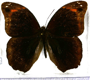  (Catoblepia orgetorix magnalis - JFDA2101)  @11 [ ] by-nc-sa (2025) Jean F. Le Crom Jean F. Le Crom