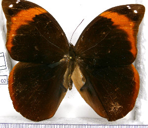  (Catoblepia xanthicles cyparissa - JFDA2102)  @11 [ ] by-nc-sa (2025) Jean F. Le Crom Jean F. Le Crom