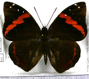  (Opsiphanes invirae intermedius - JFDA2112)  @11 [ ] by-nc-sa (2025) Jean F. Le Crom Jean F. Le Crom