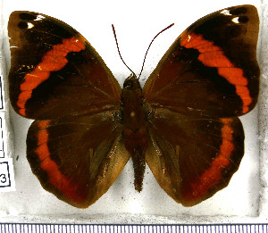  (Opsiphanes invirae amplificatus - JFDA2113)  @11 [ ] by-nc-sa (2025) Jean F. Le Crom Jean F. Le Crom