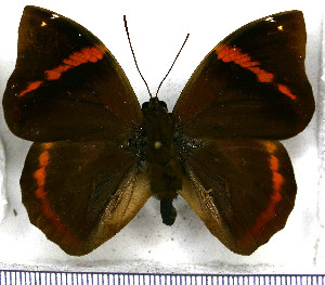  (Opsiphanes invirae sticheli - JFDA2115)  @11 [ ] by-nc-sa (2025) Jean F. Le Crom Jean F. Le Crom