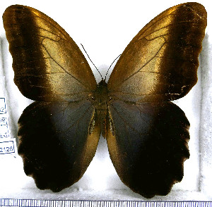  (Caligo oedipus - JFDA2126)  @11 [ ] by-nc-sa (2025) Jean F. Le Crom Jean F. Le Crom