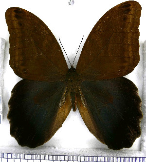  (Caligo zeuxippus - JFDA2127)  @11 [ ] by-nc-sa (2025) Jean F. Le Crom Jean F. Le Crom