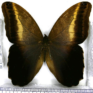  (Caligo oileus - JFDA2128)  @11 [ ] by-nc-sa (2025) Jean F. Le Crom Jean F. Le Crom