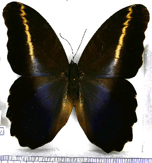  (Caligo superba - JFDA2131)  @11 [ ] by-nc-sa (2025) Jean F. Le Crom Jean F. Le Crom