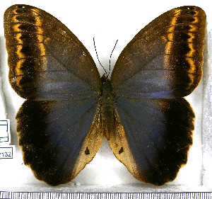  (Caligo illioneus - JFDA2132)  @11 [ ] by-nc-sa (2025) Jean F. Le Crom Jean F. Le Crom