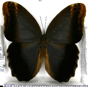 (Caligo brasiliensis brasiliensis - JFDA2138)  @11 [ ] by-nc-sa (2025) Jean F. Le Crom Jean F. Le Crom