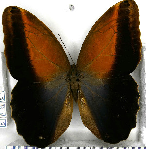  (Caligo telamonius - JFDA2140)  @11 [ ] by-nc-sa (2025) Jean F. Le Crom Jean F. Le Crom