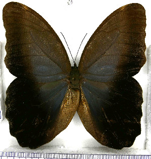  (Caligo eurilochus livius - JFDA2141)  @11 [ ] by-nc-sa (2025) Jean F. Le Crom Jean F. Le Crom