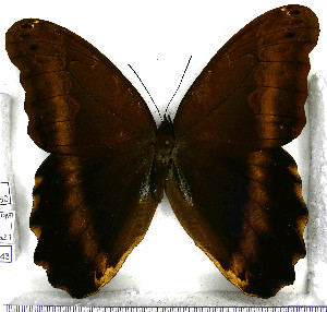  (Caligo oberthuerii - JFDA2143)  @11 [ ] by-nc-sa (2025) Jean F. Le Crom Jean F. Le Crom