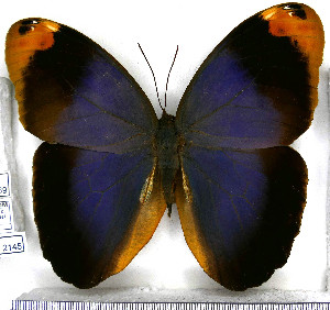 (Caligo beltrao - JFDA2145)  @11 [ ] by-nc-sa (2025) Jean F. Le Crom Jean F. Le Crom