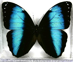  (Morpho achilles phokylides - JFDA2189)  @11 [ ] by-nc-sa (2025) Jean F. Le Crom Jean F. Le Crom