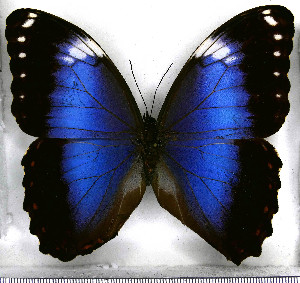  (Morpho achillaena - JFDA2190)  @11 [ ] by-nc-sa (2025) Jean F. Le Crom Jean F. Le Crom