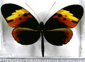  (Heliconius numata messene - JFDA2211)  @11 [ ] by-nc-sa (2025) Jean F. Le Crom Jean F. Le Crom