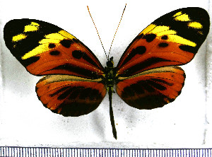  (Heliconius numata euphone - JFDA2212)  @11 [ ] by-nc-sa (2025) Jean F. Le Crom Jean F. Le Crom