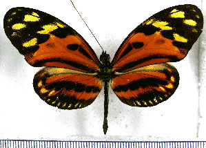  (Heliconius numata superioris - JFDA2213)  @11 [ ] by-nc-sa (2025) Jean F. Le Crom Jean F. Le Crom