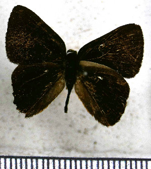  (Euselasia eusepus - JFDA2236)  @11 [ ] by-nc-sa (2025) Jean F. Le Crom Jean F. Le Crom