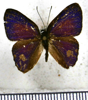  (Euselasia violacea - JFDA2246)  @11 [ ] by-nc-sa (2025) Jean F. Le Crom Jean F. Le Crom