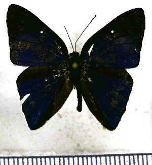  (Euselasia lysimachus - JFDA2256)  @11 [ ] by-nc-sa (2025) Jean F. Le Crom Jean F. Le Crom