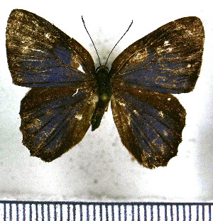 (Euselasia euromus - JFDA2258)  @11 [ ] by-nc-sa (2025) Jean F. Le Crom Jean F. Le Crom