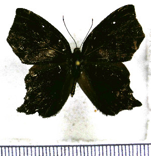  (Euselasia angulata - JFDA2261)  @11 [ ] by-nc-sa (2025) Jean F. Le Crom Jean F. Le Crom
