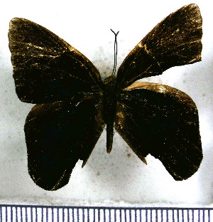  (Euselasia subargentea - JFDA2262)  @11 [ ] by-nc-sa (2025) Jean F. Le Crom Jean F. Le Crom