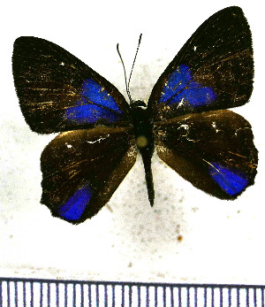  (Euselasia corduena - JFDA2276)  @11 [ ] by-nc-sa (2025) Jean F. Le Crom Jean F. Le Crom