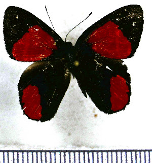  (Euselasia erythraea - JFDA2283)  @11 [ ] by-nc-sa (2025) Jean F. Le Crom Jean F. Le Crom