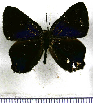  (Euselasia thaumata - JFDA2284)  @11 [ ] by-nc-sa (2025) Jean F. Le Crom Jean F. Le Crom