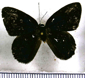  (Euselasia charilis - JFDA2287)  @11 [ ] by-nc-sa (2025) Jean F. Le Crom Jean F. Le Crom