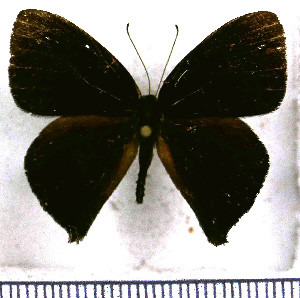  (Euselasia brevicauda - JFDA2305)  @11 [ ] by-nc-sa (2025) Jean F. Le Crom Jean F. Le Crom
