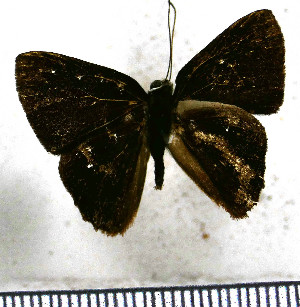  (Euselasia baucis - JFDA2313)  @11 [ ] by-nc-sa (2025) Jean F. Le Crom Jean F. Le Crom