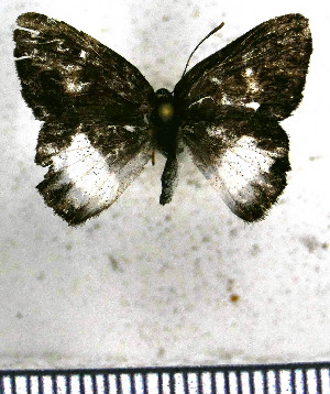  (Euselasia dolichos - JFDA2314)  @11 [ ] by-nc-sa (2025) Jean F. Le Crom Jean F. Le Crom