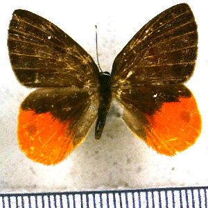  (Myselasia athena - JFDA2335)  @11 [ ] by-nc-sa (2025) Jean F. Le Crom Jean F. Le Crom