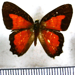  (Erythia labdacus labdacus - JFDA2349)  @11 [ ] by-nc-sa (2025) Jean F. Le Crom Jean F. Le Crom