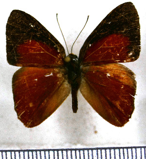  (Erythia auriantiaca - JFDA2357)  @11 [ ] by-nc-sa (2025) Jean F. Le Crom Jean F. Le Crom
