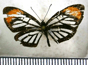 (Ithomiola floralis - JFDA2516)  @11 [ ] by-nc-sa (2025) Jean F. Le Crom Jean F. Le Crom