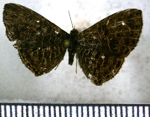  (Catocyclotis densemaculata - JFDA2522)  @11 [ ] by-nc-sa (2025) Jean F. Le Crom Jean F. Le Crom